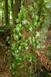 Hymenophyllum nephrophyllum. Plants growing epiphytically on a tree fern trunk.  
 Image: L.R. Perrie © Leon Perrie 2013 CC BY-NC 3.0 NZ